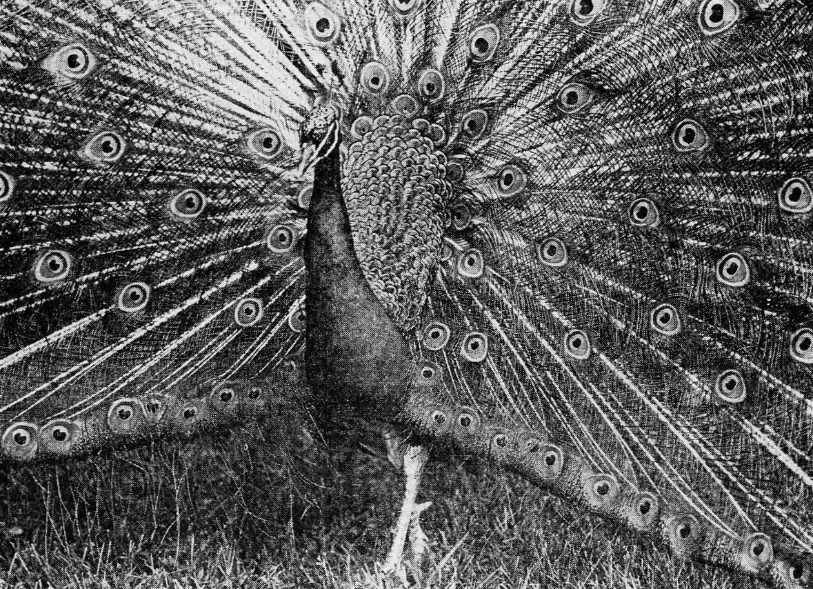 Fancy feathers